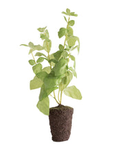 Load image into Gallery viewer, Faux Basil Drop-In
