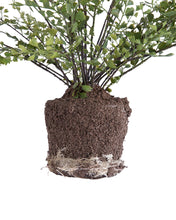 Load image into Gallery viewer, Faux Maiden Hair Drop-In
