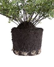 Load image into Gallery viewer, Faux Maiden Hair Drop-In
