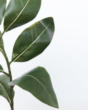 Load image into Gallery viewer, Faux Potted Magnolia Sapling
