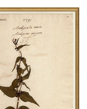 Load image into Gallery viewer, Herbarium Study I
