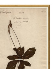 Load image into Gallery viewer, Herbarium Study II
