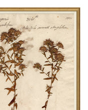 Load image into Gallery viewer, Herbarium Study III
